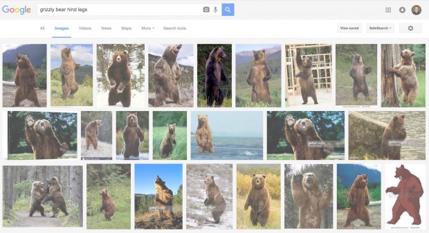 google-image-results-grizzly-bear